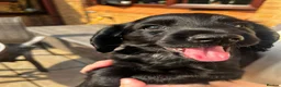 Cocker Spaniel dogs for sale: Cocker Spaniel Puppies  in Evesham - Advert 8