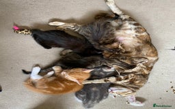 Mixed Breed cats for sale: Lovely bengal mix kittens: tabby, ginger, black - Image 14