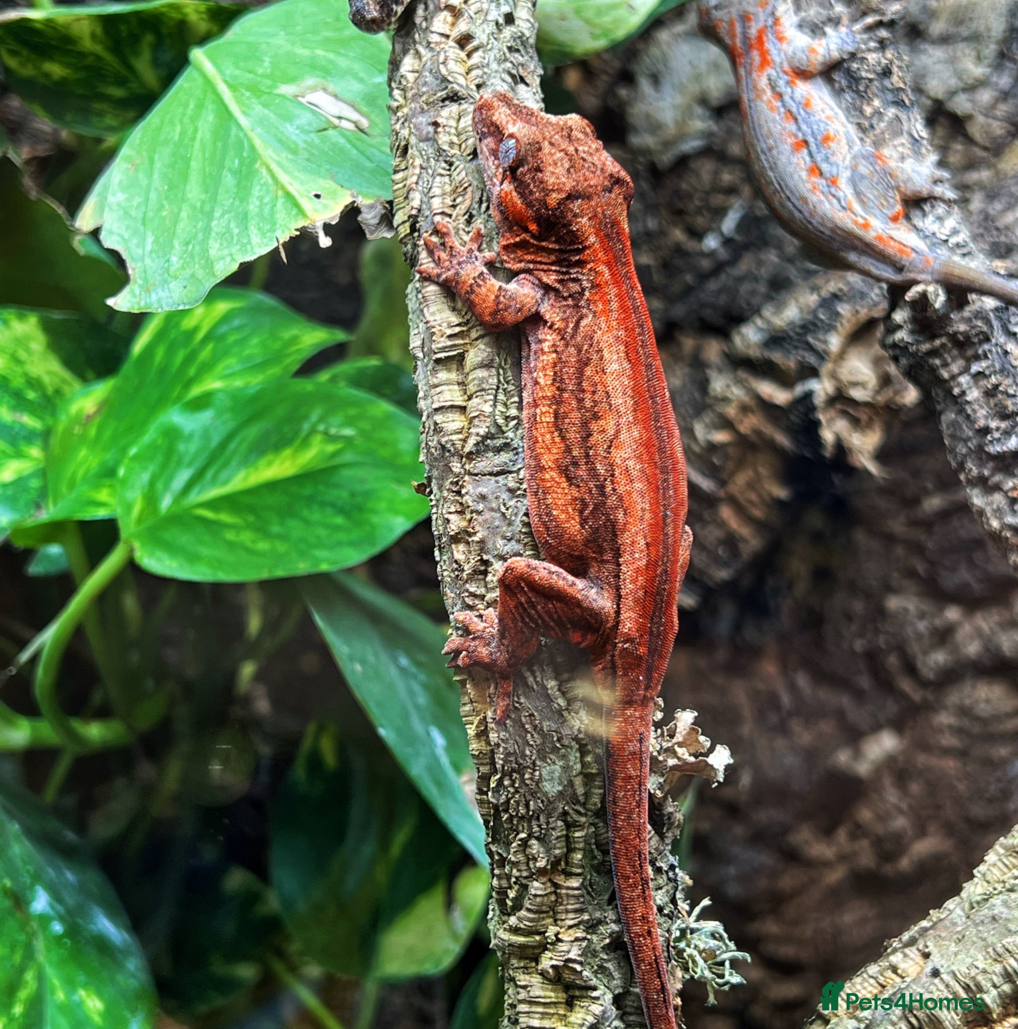 Gecko reptiles Red Base And Red Stripe Gargoyle Gecko Juvenile - Advert 1