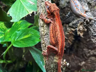 Gecko reptiles Red Base And Red Stripe Gargoyle Gecko Juvenile - Advert 1