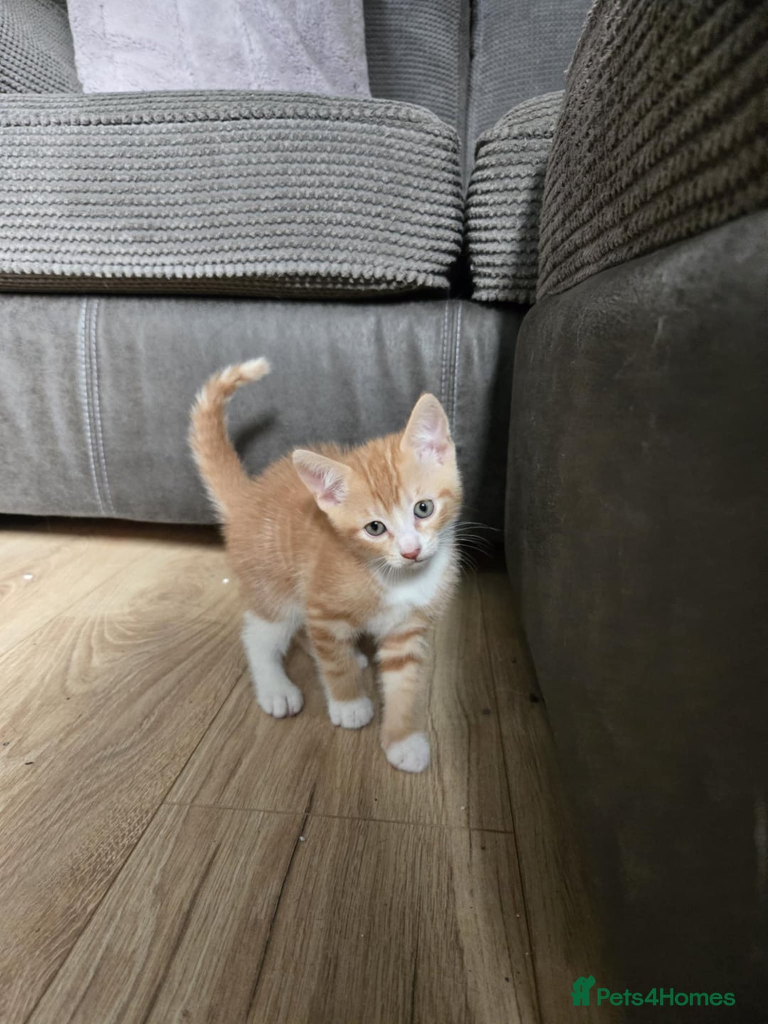 Mixed Breed cats for sale: 4 Playful Male Kittens Ready for Loving Homes! - Image 13