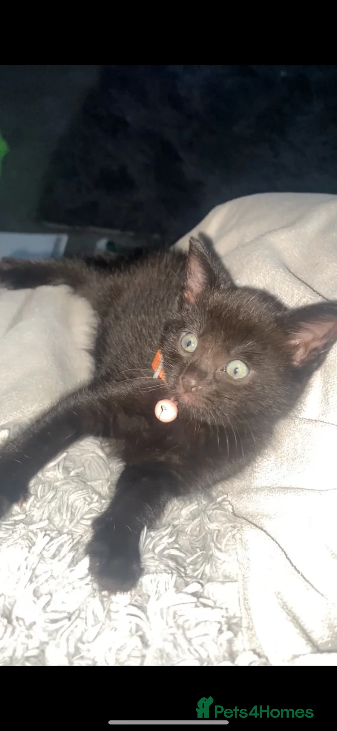 Mixed Breed cats for sale: 4m old black female kitten  in Edinburgh - Advert 2