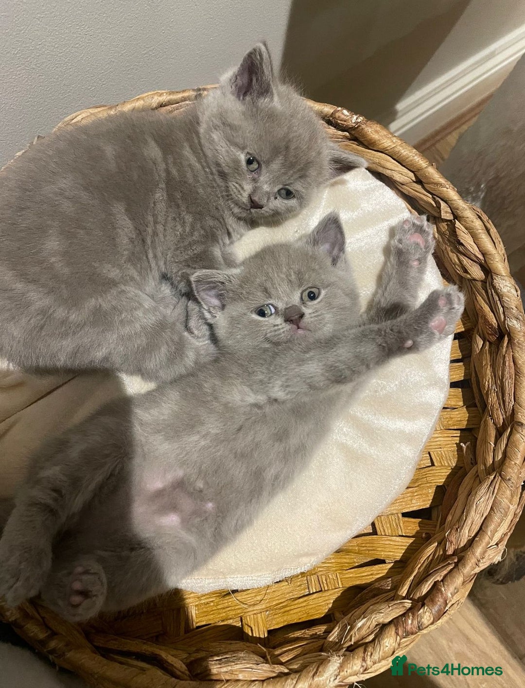 British Shorthair cats for sale: Beautiful Kittens- British Shorthair X Maine Coon - Advert 1