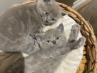 British Shorthair cats Beautiful Kittens- British Shorthair X Maine Coon - Advert 3