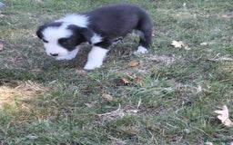 Border Collie dogs for sale: Adorable Border collie pups - Image 13