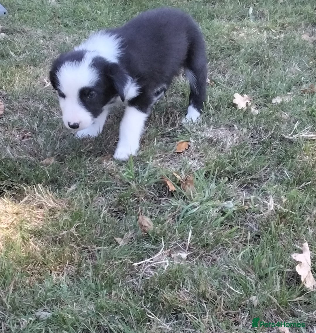 Border Collie dogs for sale: Adorable Border collie pups - Image 13