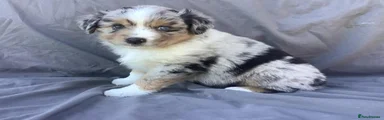 Australian Shepherd 3