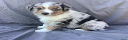 Australian Shepherd dogs for sale: Little Adventure Machines with Loving Hearts in Doncaster - Advert 4