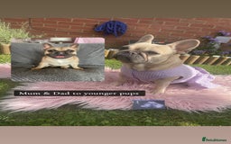 French Bulldog dogs for sale: 🐾 French Bulldog Puppies, Lola & Luna Litters 🐾 - Image 11