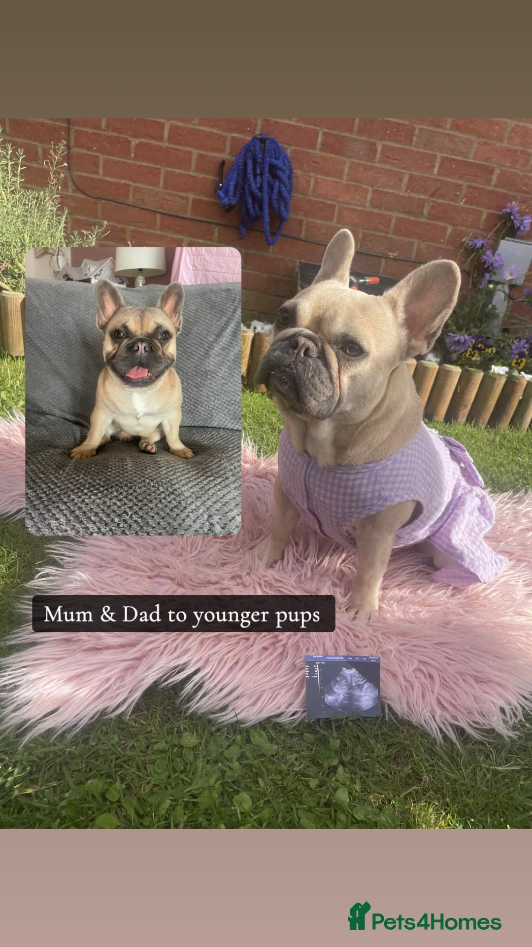 French Bulldog dogs for sale: 🐾 French Bulldog Puppies, Lola & Luna Litters 🐾 - Image 11