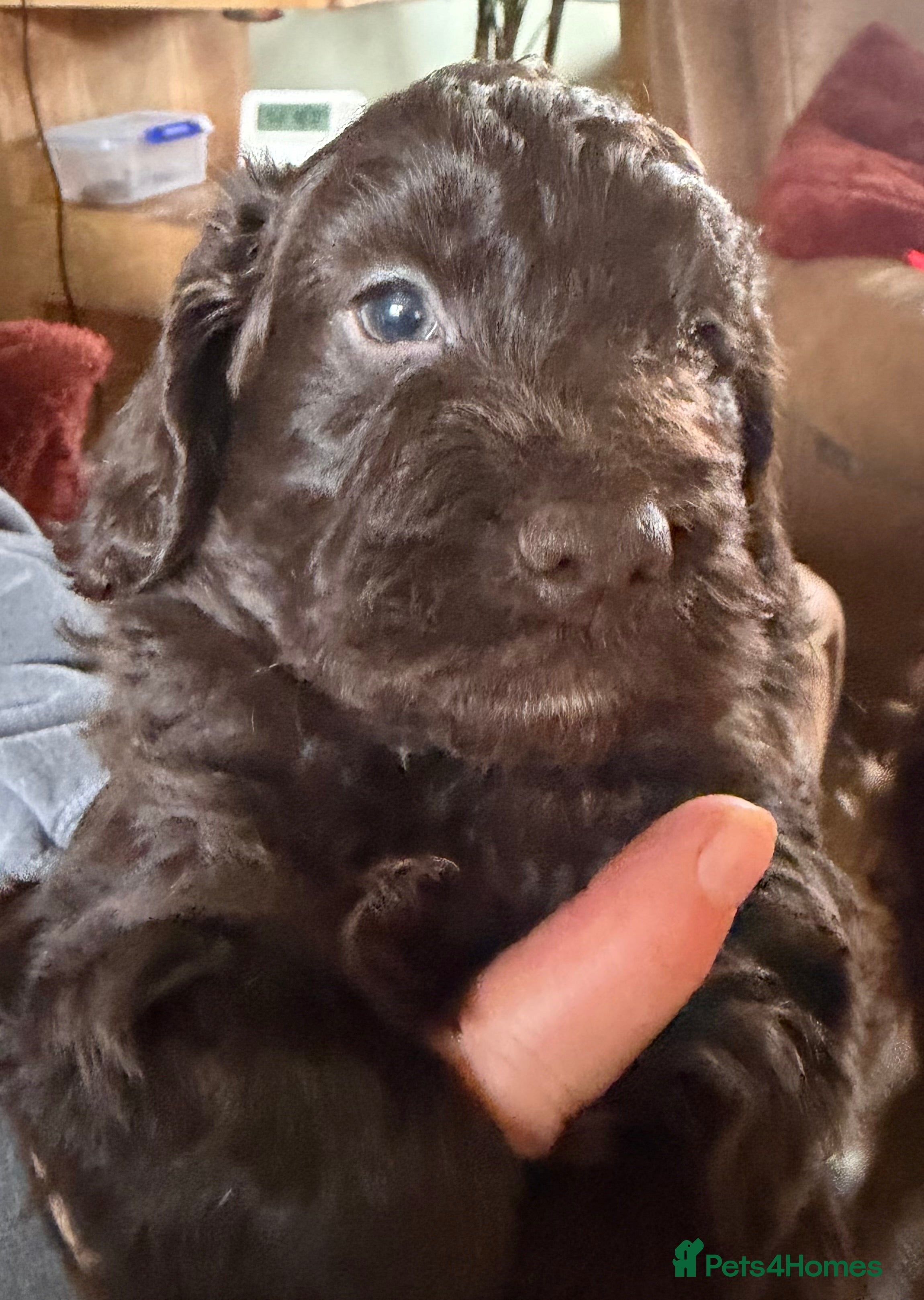 Cockapoo dogs for sale: Cockerpoo - Advert 2