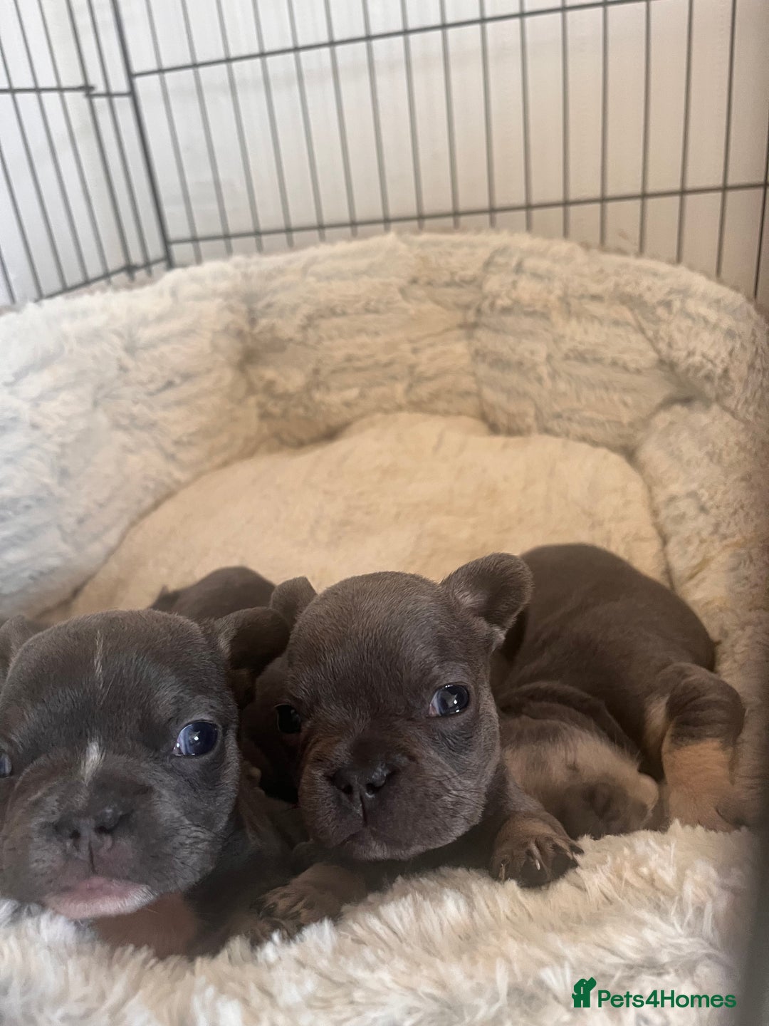 French Bulldog dogs for sale: Cutest frenchies pups  - Advert 2