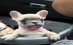 French Bulldog dogs for sale: Top quality french Buldog for sale  - Image 6