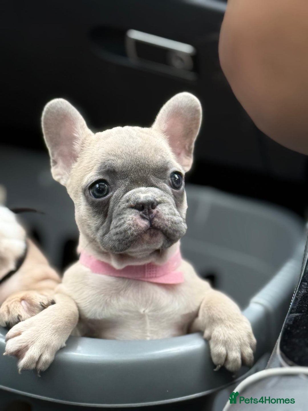 French Bulldog dogs for sale: Top quality french Buldog for sale  - Image 6