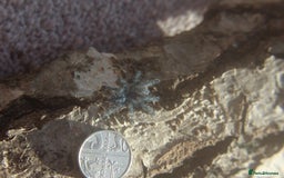 Tarantulas invertebrates for sale: Caribena versicolor  - Image 2