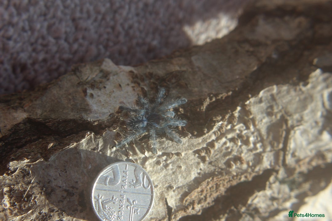 Tarantulas invertebrates for sale: Caribena versicolor  - Image 2