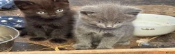 Mixed Breed cats for sale: Stunning kittens available to the best of homes  - Advert 3