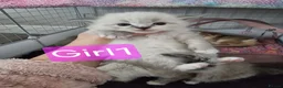 Ragdoll cats for sale: 🐾 Beautiful Ragdoll Kittens looking for homes 🐾 - Advert 15