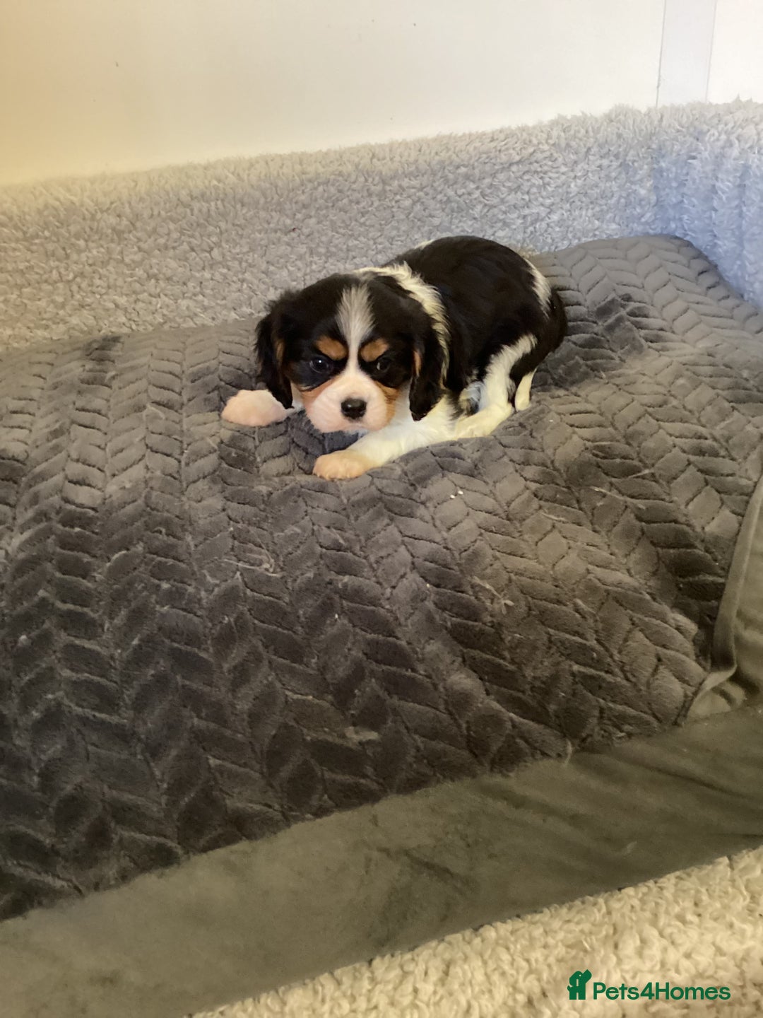 Cavalier King Charles Spaniel dogs for sale: Cavalier King Charles puppies  - Image 8