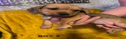 Chiweenie dogs for sale: DACSHUND CROSS CHIHUAHUA PUPPYS  - Advert 5