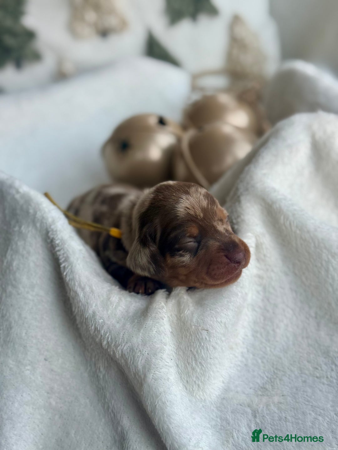 Miniature Dachshund dogs for sale: Kc reg choc tweed dapple & choc n tan  - Advert 8