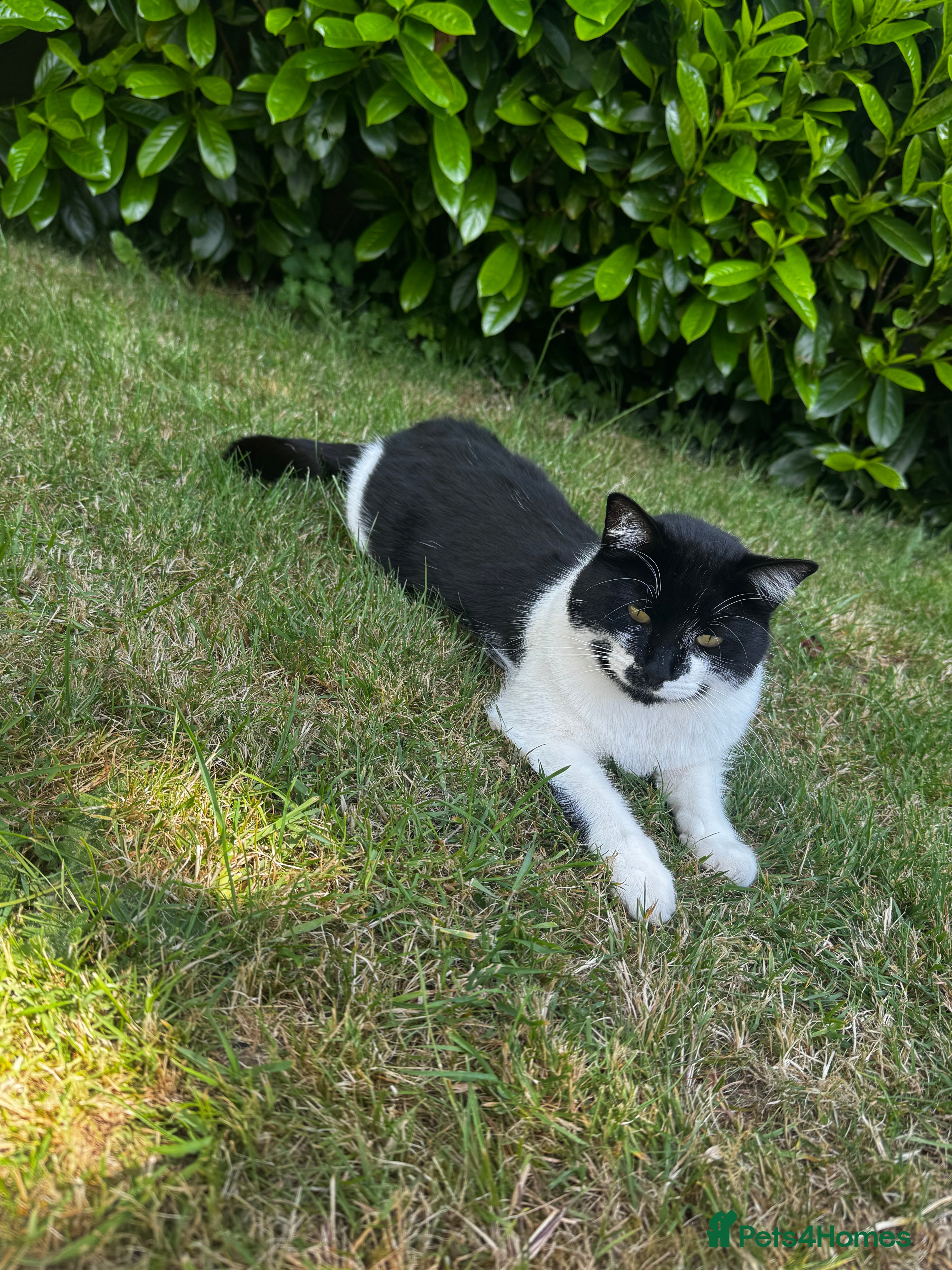 Mixed Breed cats Cat for sale  in Chelmsford - Advert 1