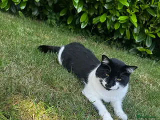 Mixed Breed cats Cat for sale in Chelmsford - Advert 1