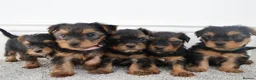 Yorkshire Terrier dogs for sale: Adorable Yorkshire Terrier Puppies 5 11.11.2026 - Advert 9