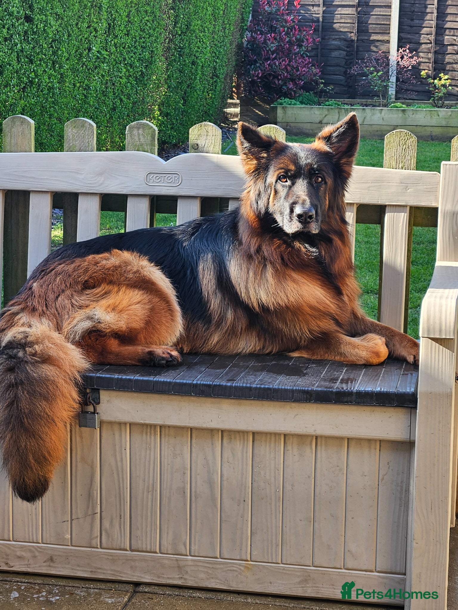 German Shepherd dogs STUNNING LONG HAIRED KC GERMAN SHEPHERD PUPPIES - Advert 2