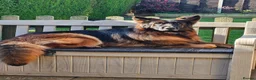 German Shepherd dogs for sale: STUNNING LONG HAIRED KC GERMAN SHEPHERD PUPPIES in Coalville - Advert 2