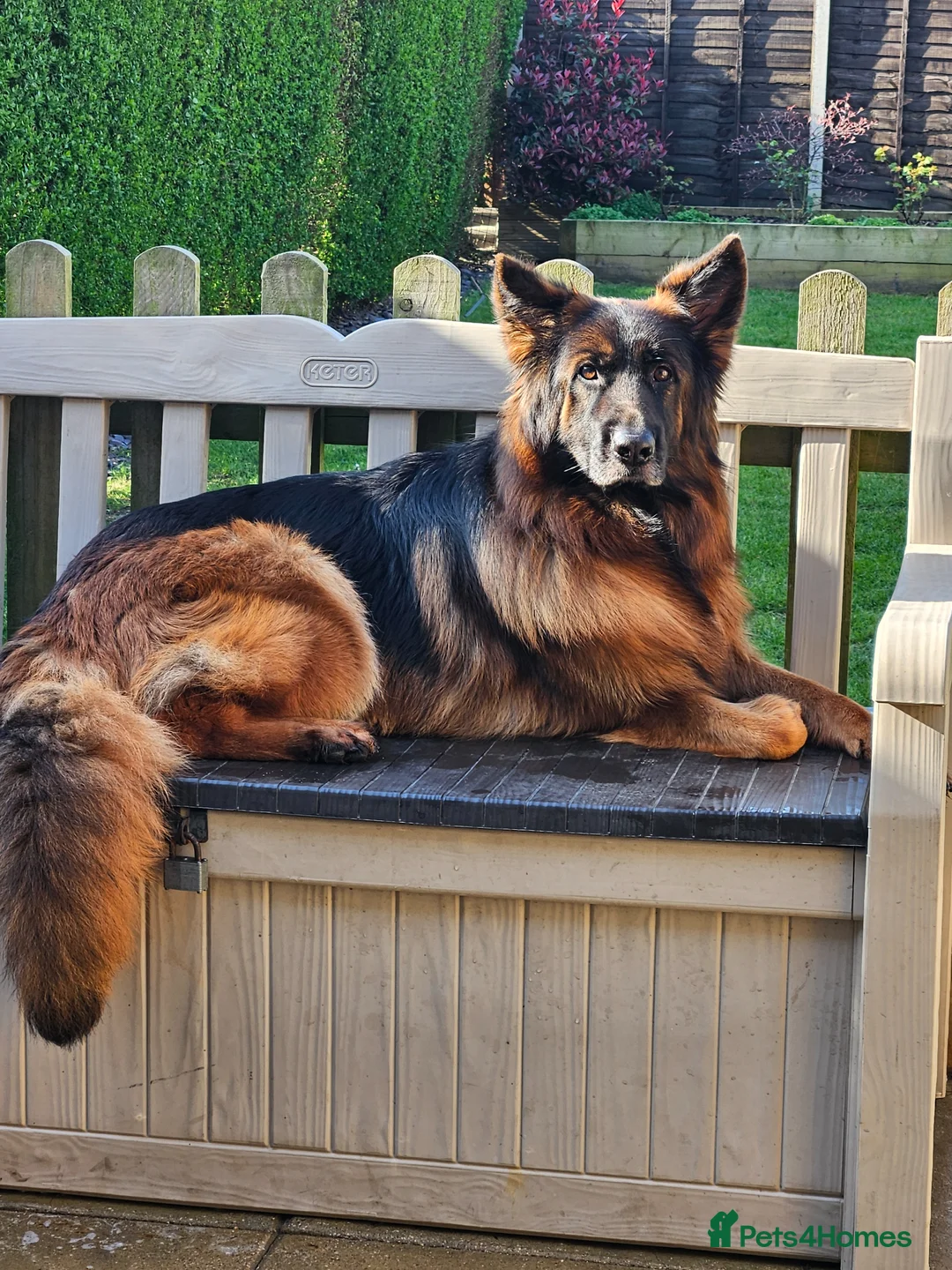German Shepherd dogs for sale: STUNNING LONG HAIRED KC GERMAN SHEPHERD PUPPIES in Coalville - Advert 2