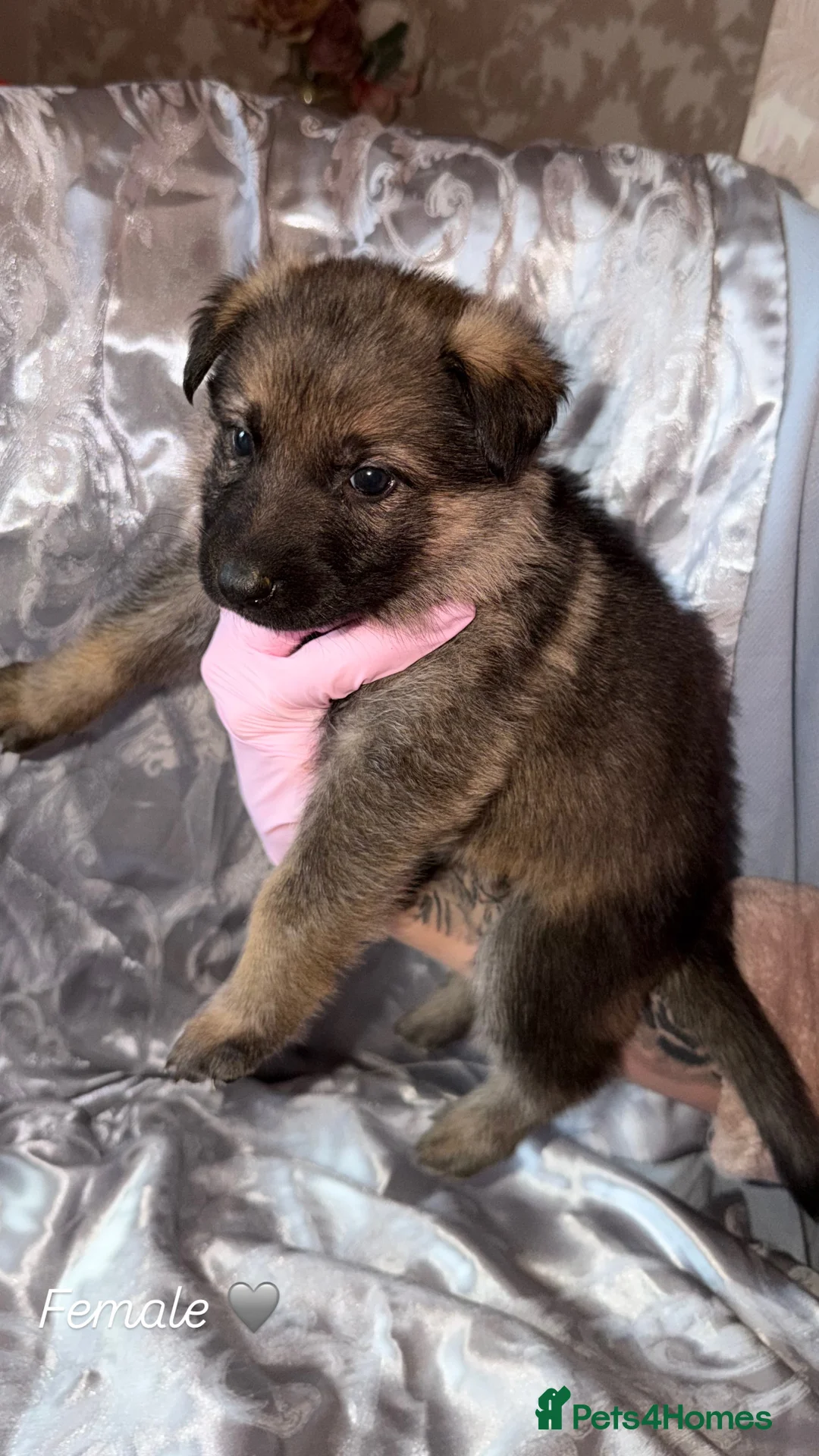 German Shepherd dogs for sale: 🐾 Beautiful KC German shepherd puppies 🐾 - Advert 9