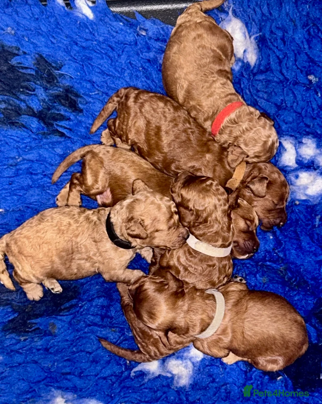 Cavapoo dogs for sale: Extensively DNA health tested and trained girl   - Advert 21