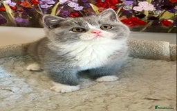 British Shorthair cats for sale: GCCF Champion sired BSH kittens - Image 1