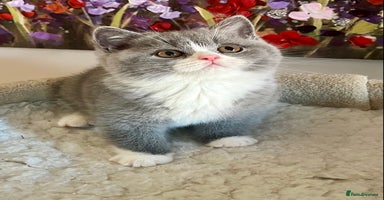 British Shorthair cats - Advert 13