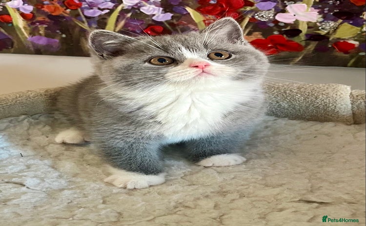 British Shorthair cats - Advert 6