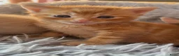 Mixed Breed cats for sale: Kittens for sale - Advert 16