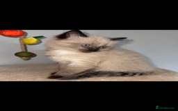 Ragdoll cats for sale: Gorgeous Ragdoll x British Shorthair Kittens  - Image 6