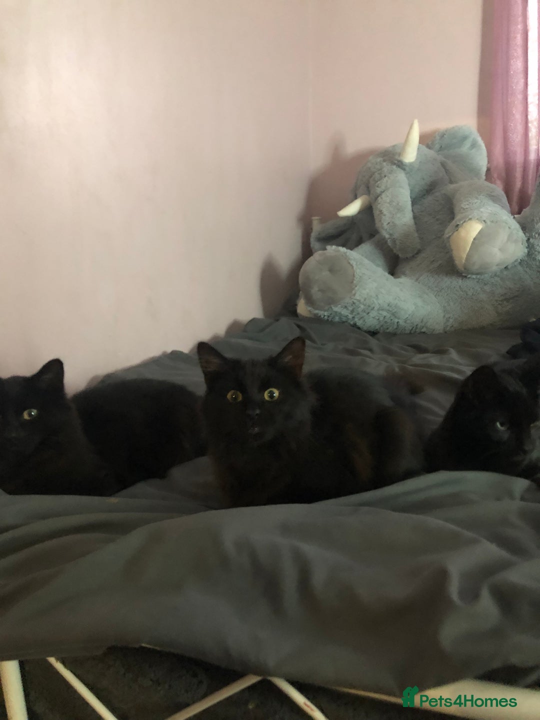 Domestic Shorthair cats for sale: 4 kittens 🐈‍⬛  - Image 5