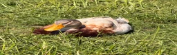 Ducks poultry for sale: 🦆 Pure Saxony Hatching eggs!!  🦆 - Advert 3