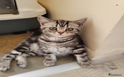 British Shorthair cats for sale: Ready to collect British Shorthair Silver Tabby in Rochester - Image 9