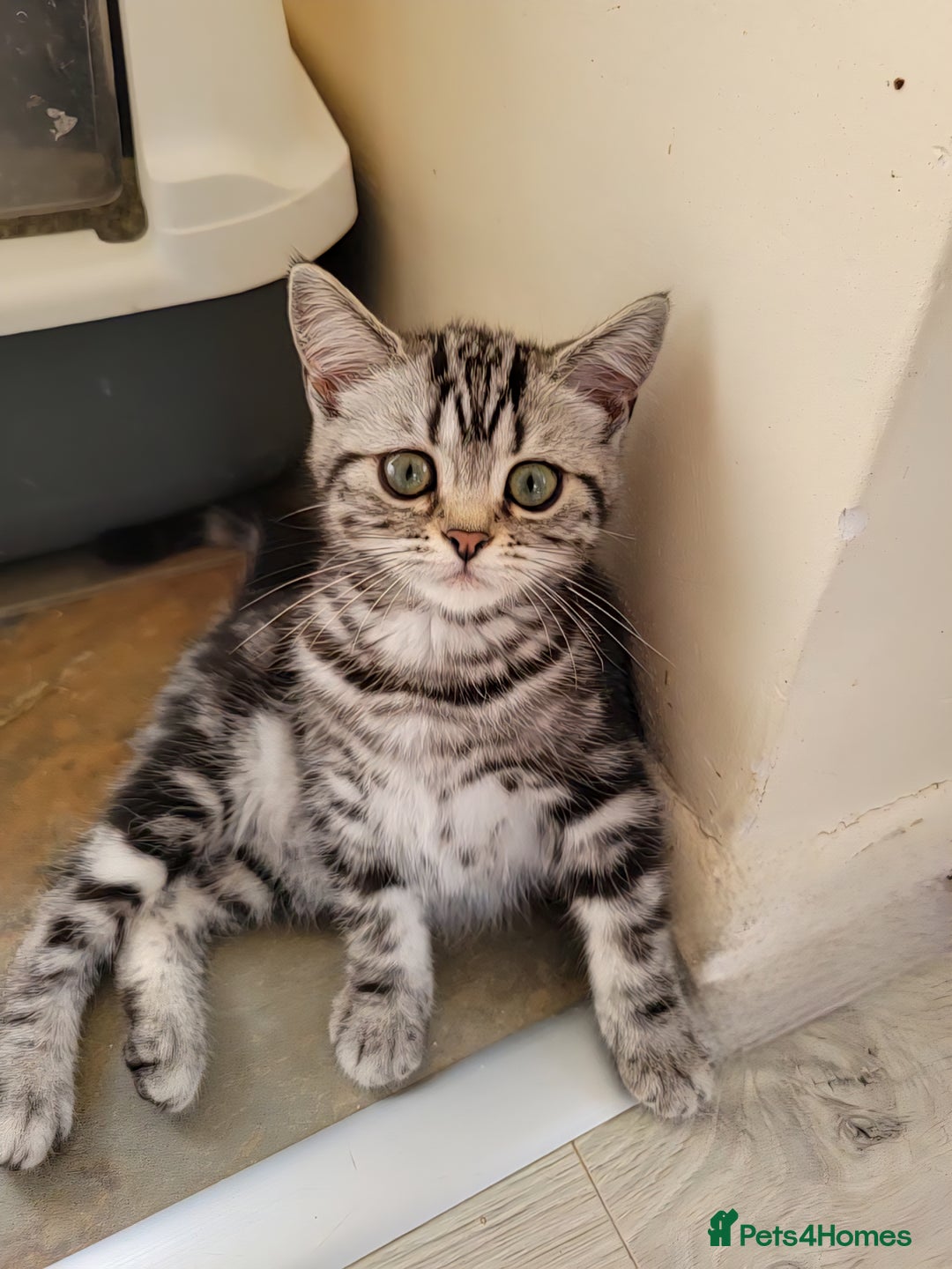 British Shorthair cats for sale: Ready to collect British Shorthair Silver Tabby in Rochester - Image 9