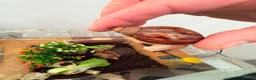 Snails invertebrates for sale: African giant land snails mixed sizes  in Bridgend - Advert 7