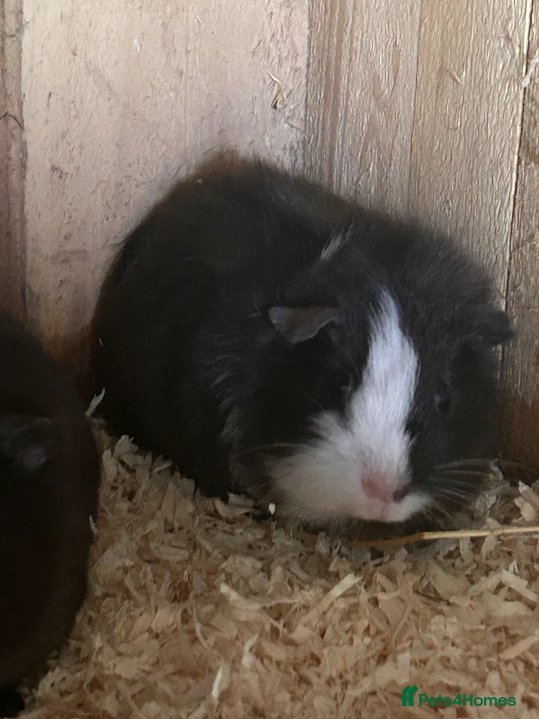 Guinea Pig rodents for sale: Young female guinea pigs - Advert 1