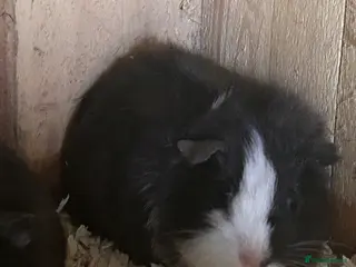 Guinea Pig rodents Young female guinea pigs - Advert 3