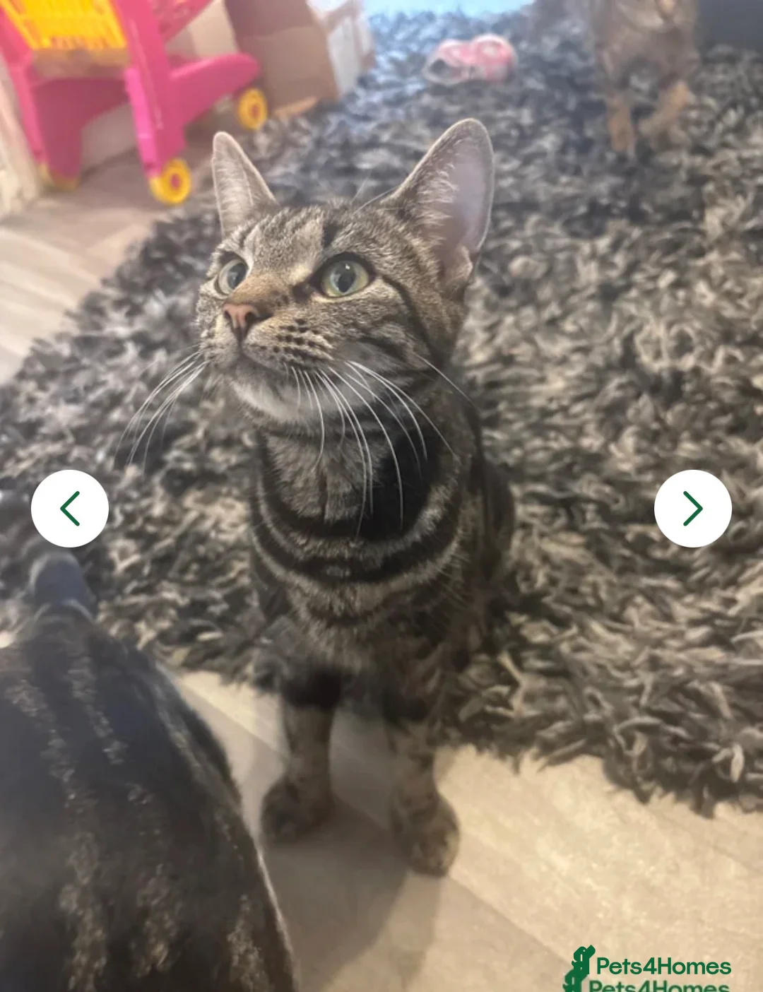 Mixed Breed cats for sale: Beautiful playful kittens  - Advert 2