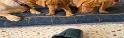 Labrador Retriever dogs for sale: Fox red labs for sale - Advert 8