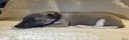 Whippet dogs for sale: Only 3 boys Quality pedigree whippet puppies left  - Advert 20