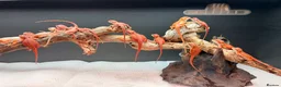 Bearded Dragon reptiles for sale: Super red Baby Breaded dragons - Advert 1