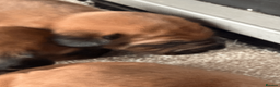 Rhodesian Ridgeback dogs for sale: Rhodesian Ridgeback Puppies EU Pedigree - Advert 4